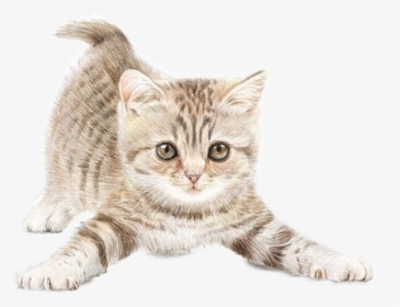 Cat With Small Ears - Kitten With Transparent Background, HD Png Download - Cat Transparent PNG Free Download