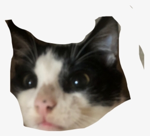 I Am Lost I Space Where Am I - Domestic Short-haired Cat, HD Png Download - Cat Transparent PNG Free Download