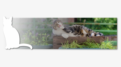 Domestic Short-haired Cat, HD Png Download - Cat Transparent PNG Free Download