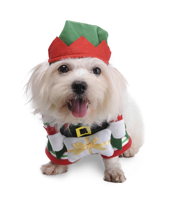 Cute Pet Dog Cat Clothes Christmas Fancy Costume Funny - Dog Transparent PNG - 800x800 - Free Download on - Cat Transparent PNG Free Download