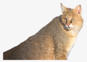 Jungle Cat Png Transparent Image - Jungle Cat Png Transparent PNG - 500x357 - Free Download on - Cat Transparent PNG Free Download