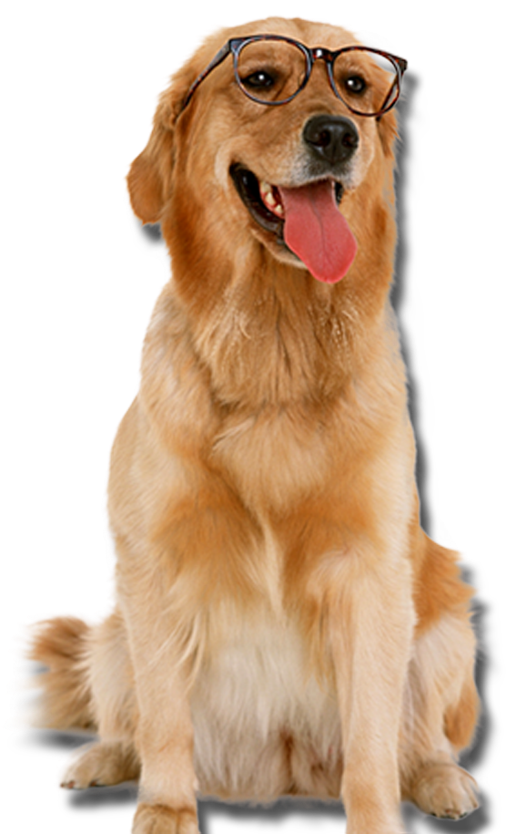 Golden Retriever With Glasses Dogs Png - Dog With Glasses Png Transparent PNG - 850x1033 - Free Download on - Cat Transparent PNG Free Download