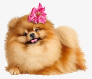 Фото, Автор Иришка-манюшка На Яндекс - Pomeranian Png Transparent PNG - 500x429 - Free Download on - Cat Transparent PNG Free Download