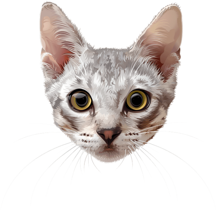 Free Png Download Cat Face Png Images Background Png - Cat Face Png Transparent PNG - 850x825 - Free Download on - Cat Transparent PNG Free Download