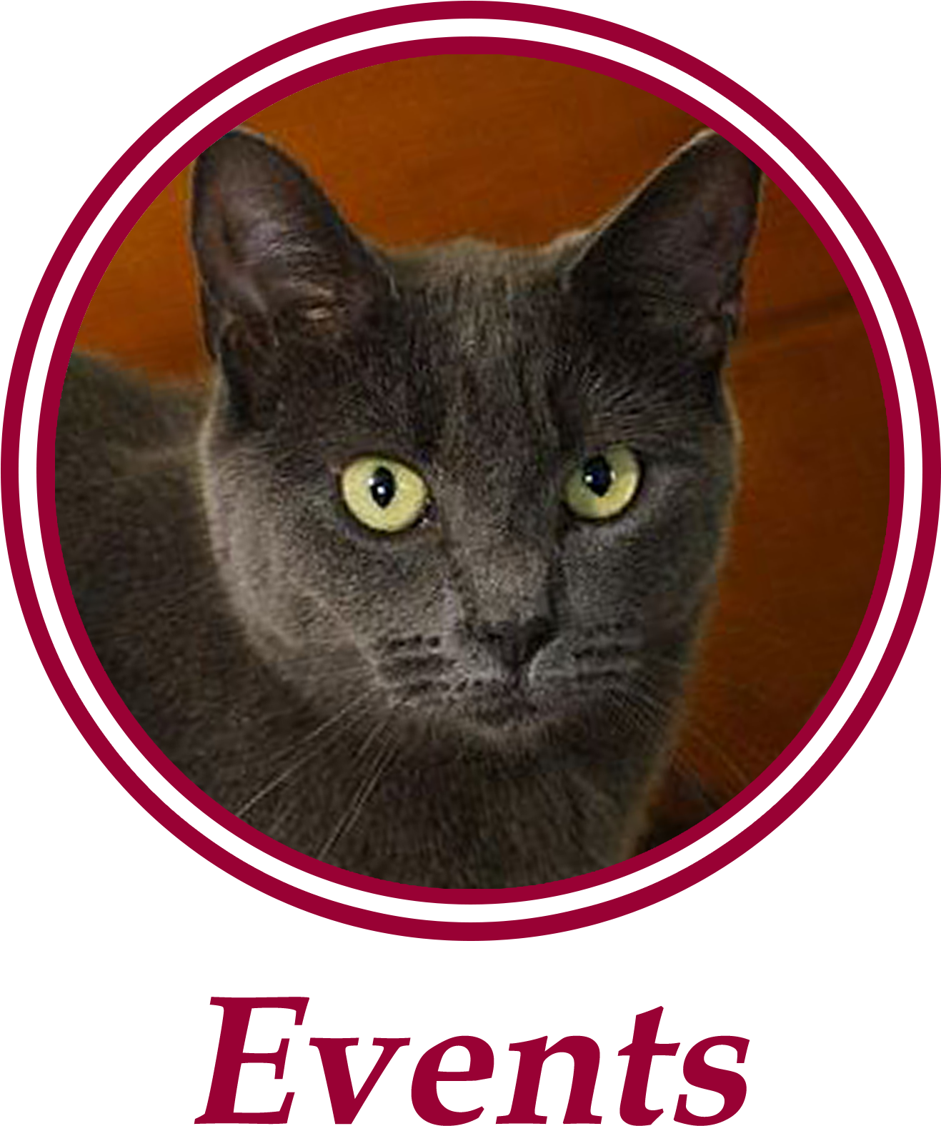 Paws Is An All Volunteer, Non Profit Animal Welfare - Black Cat Transparent PNG - 1360x1641 - Free Download on - Cat Transparent PNG Free Download