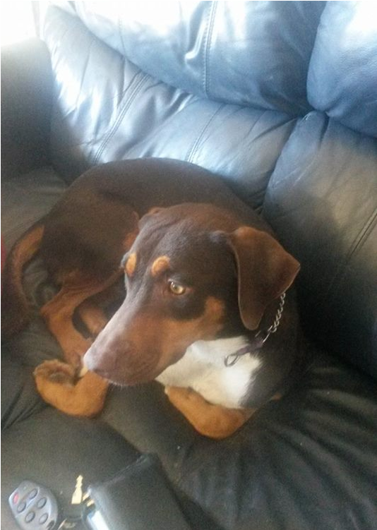 Aquilies Is A Neutered Male, Doberman Mix - Companion Dog Transparent PNG - 800x750 - Free Download on - Cat Transparent PNG Free Download