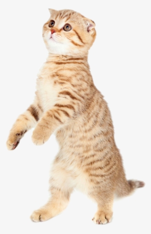 Cute Cat Png Pic - Cat Transparent PNG - 705x1000 - Free Download on - Cat Transparent PNG Free Download
