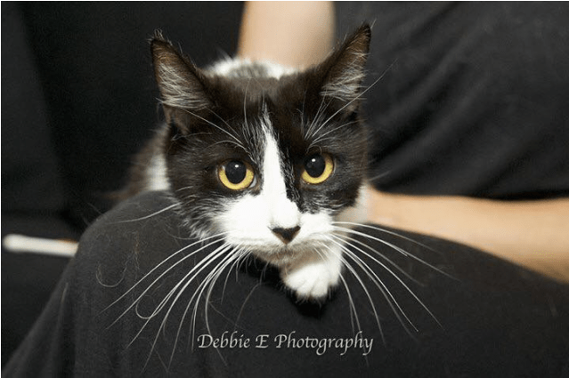 Photo Of Ac0638 Princess Poppy - Domestic Short-haired Cat Transparent PNG - 638x638 - Free Download on - Cat Transparent PNG Free Download
