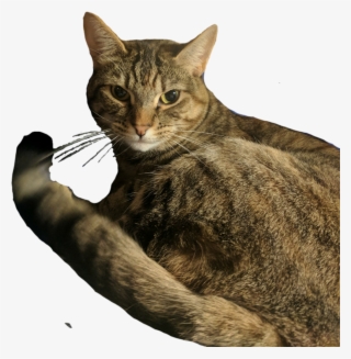 0 Replies 0 Retweets 0 Likes - Domestic Short-haired Cat Transparent PNG - 973x994 - Free Download on - Cat Transparent PNG Free Download
