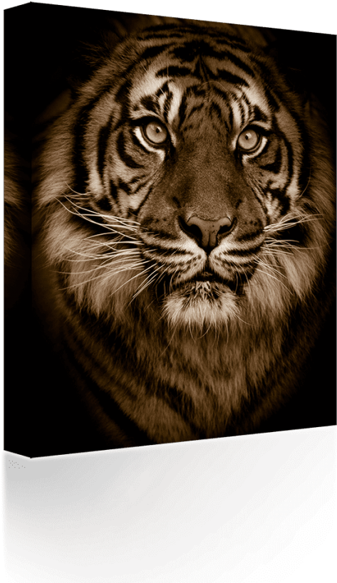 Free Png Download Golden Bengal Tiger Green Eyes Big - Tiger Porträtt Transparent PNG - 480x818 - Free Download on - Cat Transparent PNG Free Download