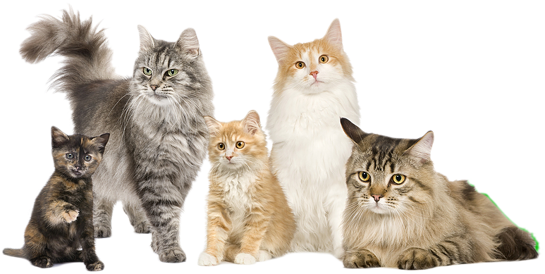 Cats Pancreatitis Austin - Cat Family Of 5 Transparent PNG - 900x496 - Free Download on - Cat Transparent PNG Free Download