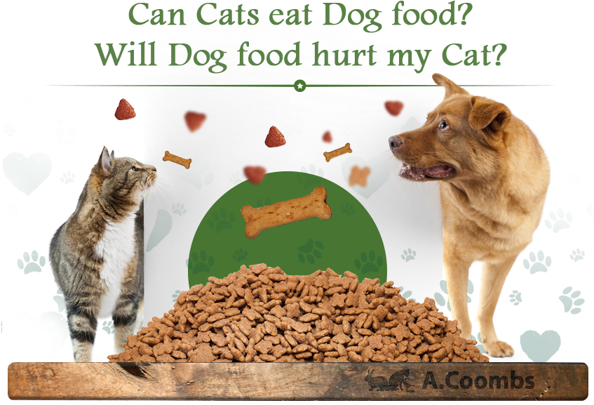 Can Cats Eat Dog Food Will Dog Food Hurt My Cat - Cat Transparent PNG - 849x588 - Free Download on - Cat Transparent PNG Free Download