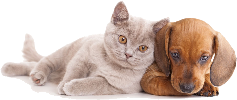 And Horse Sitting Pet Dog Together Cat Clipart - Cat And Dog Hd Transparent PNG - 1000x543 - Free Download on - Cat Transparent PNG Free Download