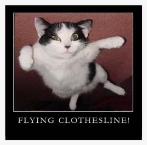 Flying Wonder Cat - Flying Cat Transparent PNG - 565x544 - Free Download on - Cat Transparent PNG Free Download