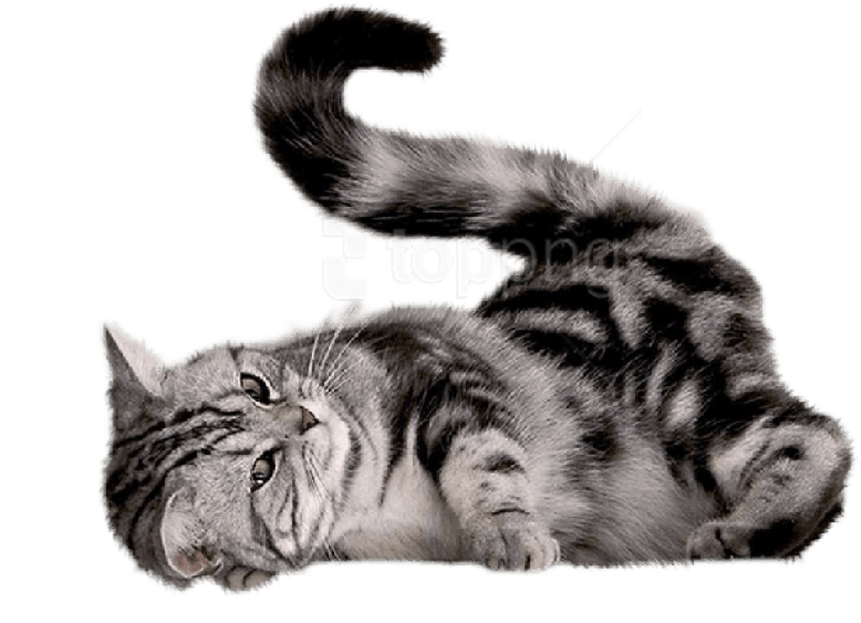 Free Png Download Playing Cat Png Images Background - Cat Png Transparent PNG - 850x638 - Free Download on - Cat Transparent PNG Free Download