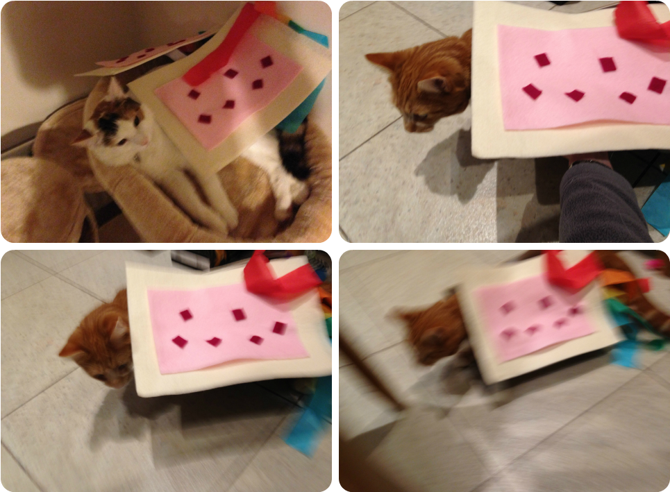 The Finished Nyan Cat Outfit Looked Amazing, If I Do - Ice Cream Transparent PNG - 1024x768 - Free Download on - Cat Transparent PNG Free Download