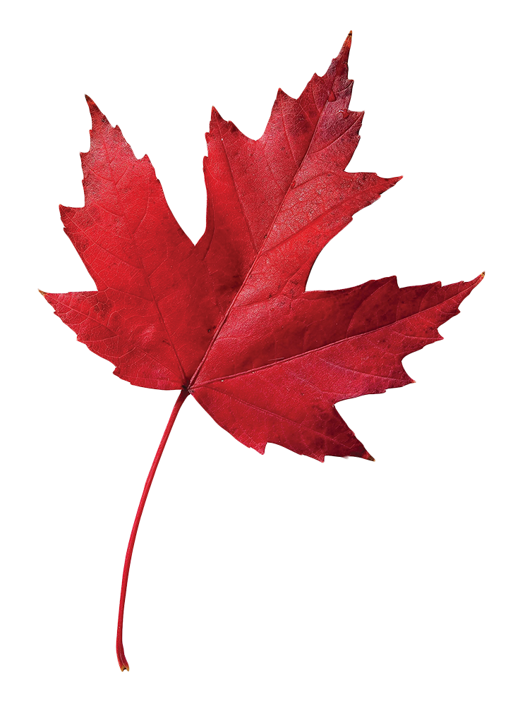 Thank You Our 31st Annual Dinner And Auction Was A - Fall Leaves Red Maple - Free Transparent PNG Clipart Images Download. - Dinner Transparent PNG Free Download