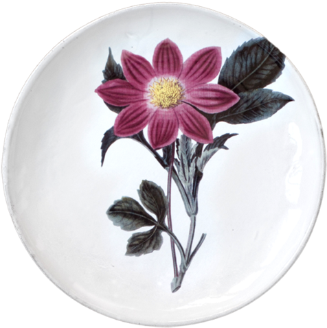 Purple Dahlia Flower Dinner Plate - Assiette Astier De Villatte Transparent PNG - 500x500 - Free Download on - Dinner Transparent PNG Free Download