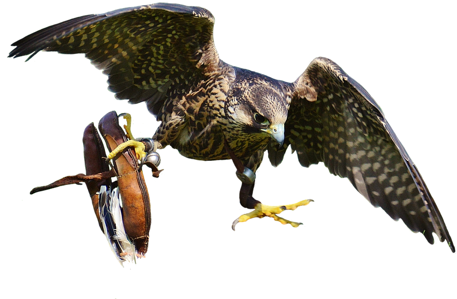 Download Free Falcon Birds Png Transparent Images Transparent - Bird Of Prey Transparent PNG - 960x655 - Free Download on - Falcon Transparent PNG Free Download