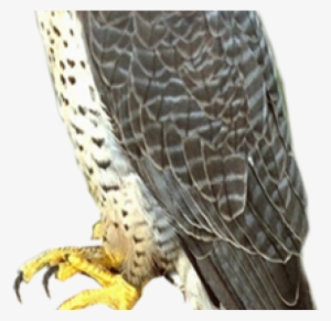 Falcon Png Transparent Images - Falcon Png Transparent PNG - 640x480 - Free Download on - Falcon Transparent PNG Free Download