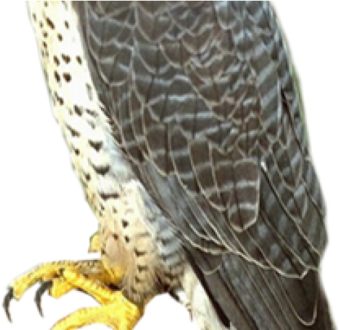 Falcon Png Transparent Images - Falcon Png Transparent PNG - 640x480 - Free Download on - Falcon PNG Falcon Png Transparent Images - Falcon Png Transparent PNG - 640x480 - Free Download on - Falcon Transparent PNG Free Download