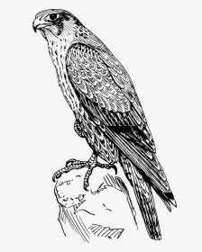 Falcon Clipart Peregrine Falcon - Peregrine Falcon Black And White, HD Png Download - Falcon Transparent PNG Free Download