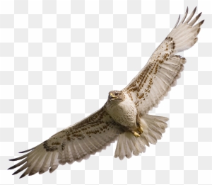 Best Hawk Clipart - Falcon Png - Free Transparent PNG Clipart Images Download. - Falcon Transparent PNG Free Download