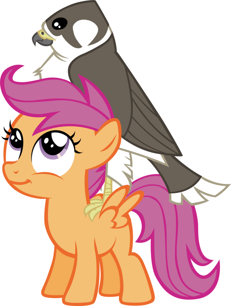 Astringe, Bird, Falcon, Female, Filly, Pegasus, Peregrine - Photography - Free Transparent PNG Clipart Images Download. - Falcon Transparent PNG Free Download