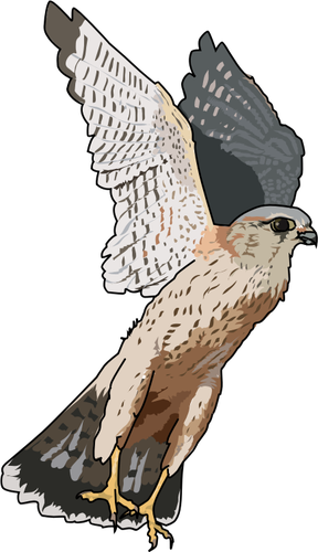 Bird Of Prey Clipart Bird Shadow Pencil And In Color - Free Use Falcon - Free Transparent PNG Clipart Images Download. - Falcon Transparent PNG Free Download