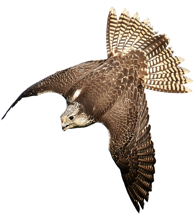 Download Free Falcon Birds Png Transparent Images Transparent - Bird Of Prey Transparent Transparent PNG - 706x720 - Free Download on - Falcon Transparent PNG Free Download