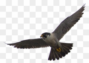 Download Png Image Report - Peregrine Falcon Png - Free Transparent PNG Clipart Images Download. - Falcon Transparent PNG Free Download