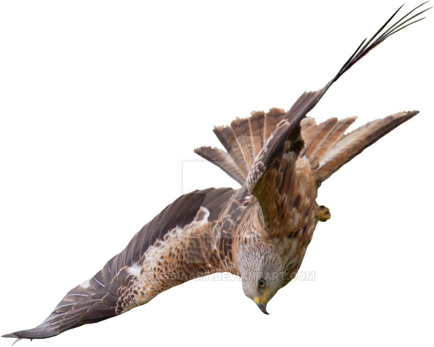 Flight Of A Bird Of Prey Falcon - Bird Of Prey Png - Free Transparent PNG Clipart Images Download. - Falcon Transparent PNG Free Download