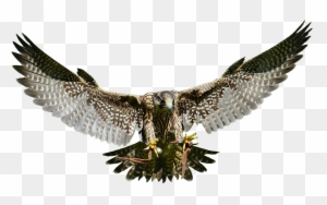 Swooping Falcon - Wild Animal Transparent Png - Free Transparent PNG Clipart Images Download. - Falcon Transparent PNG Free Download