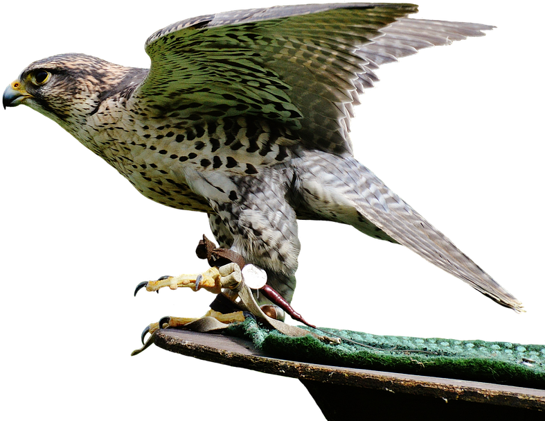 Download Free Falcon Birds Png Transparent Images Transparent - Falcon Transparent PNG - 858x720 - Free Download on - Falcon Transparent PNG Free Download