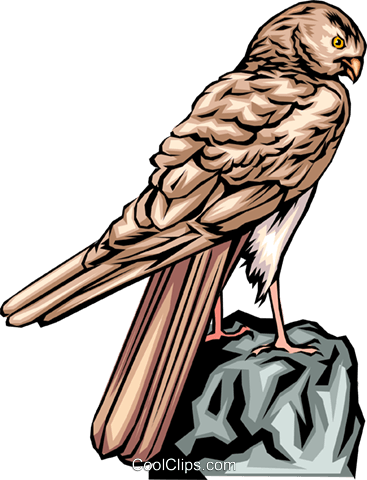 Falcon Royalty Free Vector Clip Art Illustration - Falcon Vector - Free Transparent PNG Clipart Images Download. - Falcon PNG Falcon Royalty Free Vector Clip Art Illustration - Falcon Vector - Free Transparent PNG Clipart Images Download. - Falcon Transparent PNG Free Download