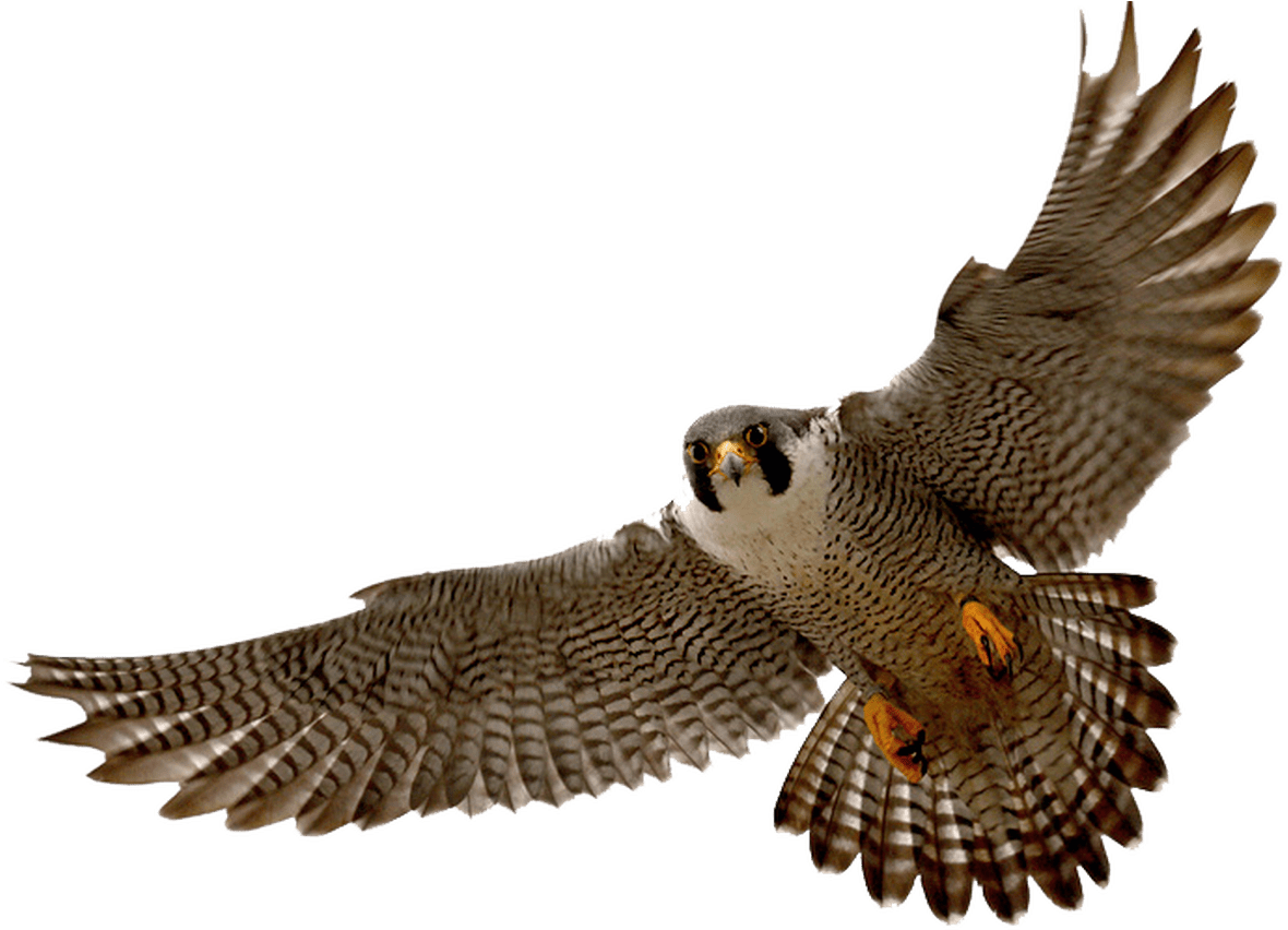 Prairie Falcon Clipart Transparent Pencil And In Color - Prairie Falcon Clipart Transparent Pencil And In Color - Free Transparent PNG Clipart Images Download. - Falcon Transparent PNG Free Download