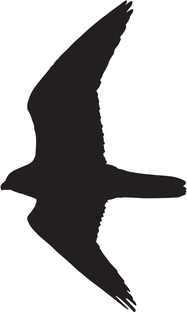 Prairie Falcon Atlanta Falcons Clipart - Prairie Falcon Atlanta Falcons Clipart - Free Transparent PNG Clipart Images Download. - Falcon Transparent PNG Free Download