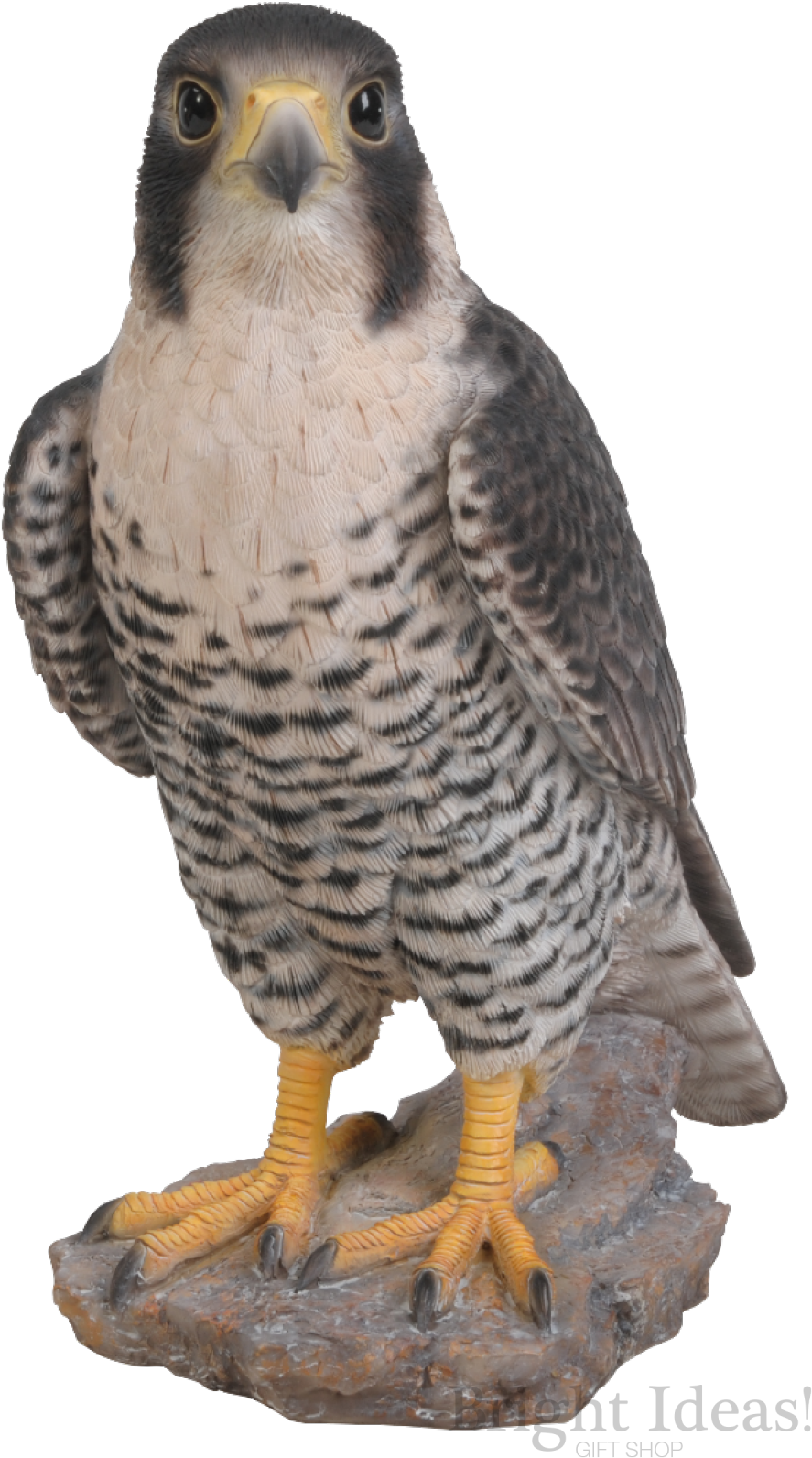 Peregrine Falcon Bird Of Prey Real Life Vivid Arts - Peregrine Falcon Size Transparent PNG - 1000x1690 - Free Download on - Falcon Transparent PNG Free Download