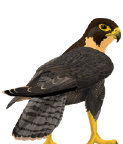 Picture Library Falcon Clipart Free - Peregrine Falcon Clipart Transparent - Free Transparent PNG Clipart Images Download. - Falcon Transparent PNG Free Download
