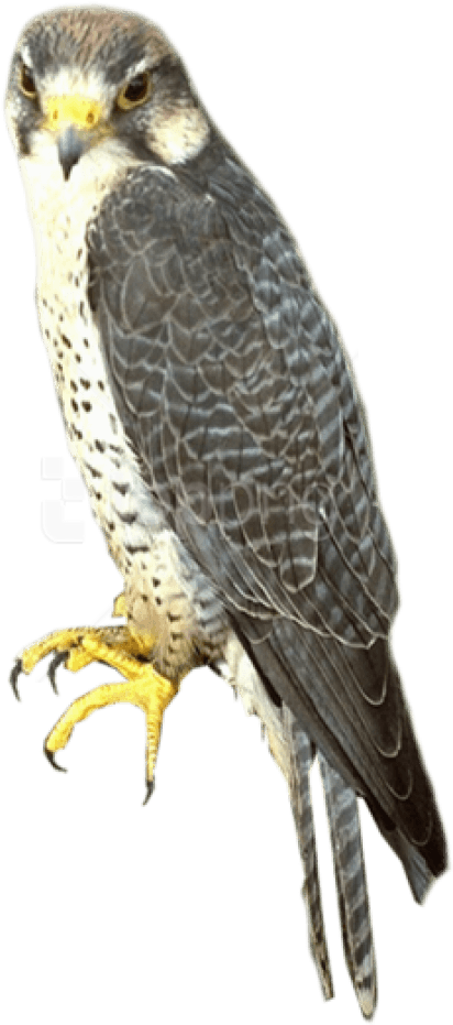 Free Png Falcon Png Images Transparent - Sharp Shinned Hawk Png Transparent PNG - 480x930 - Free Download on - Falcon Transparent PNG Free Download