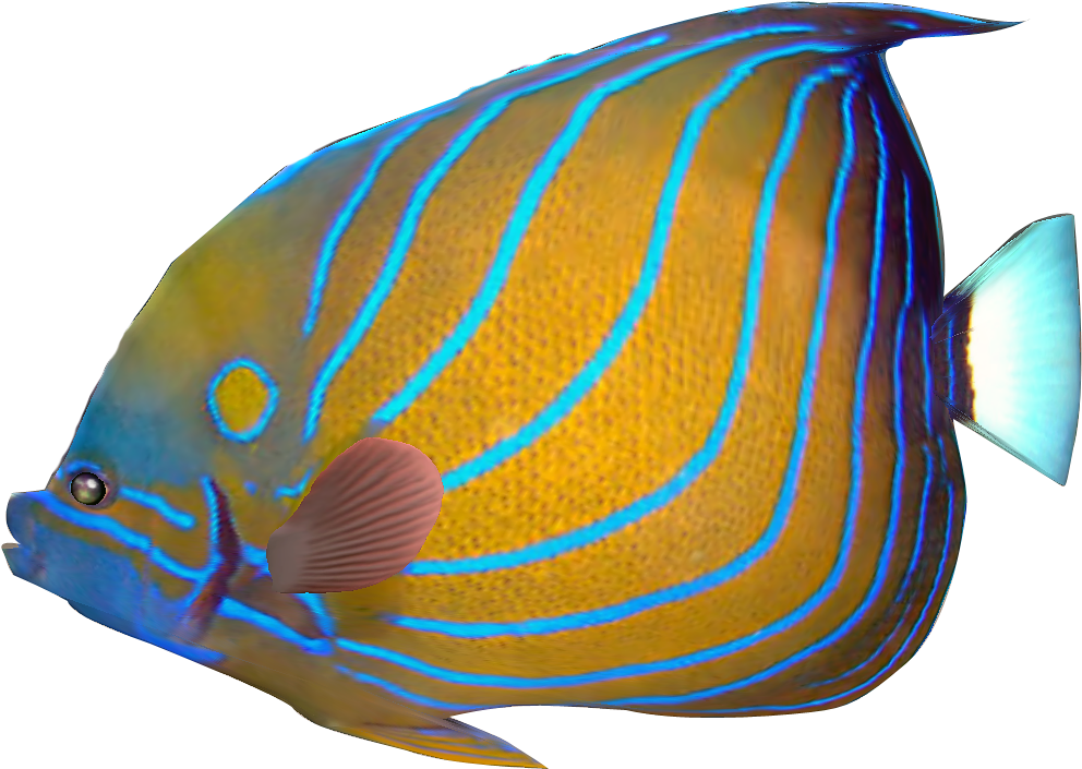 Tropical Fish Clipart Transparent Fish - Tropical Fish Png Transparent - Free Transparent PNG Clipart Images Download. - Fish Transparent PNG Free Download