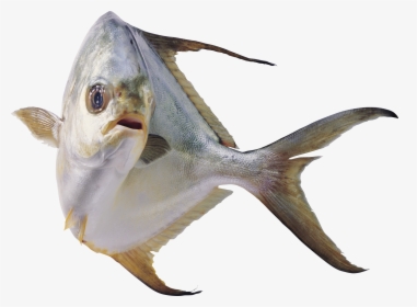 Now You Can Download Fish Icon - Fish Fresh Under Water Transparent Background, HD Png Download - Fish Transparent PNG Free Download