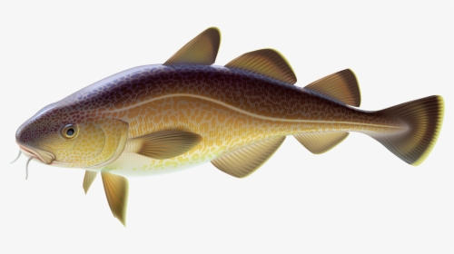 Carp Fish Png Clipart - Carp Png, Transparent - Fish Transparent PNG Free Download