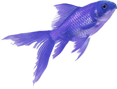 Fish Colorful Tumblr Aesthetic - Purple Fish Png Transparent PNG - 450x366 - Free Download on - Fish Transparent PNG Free Download