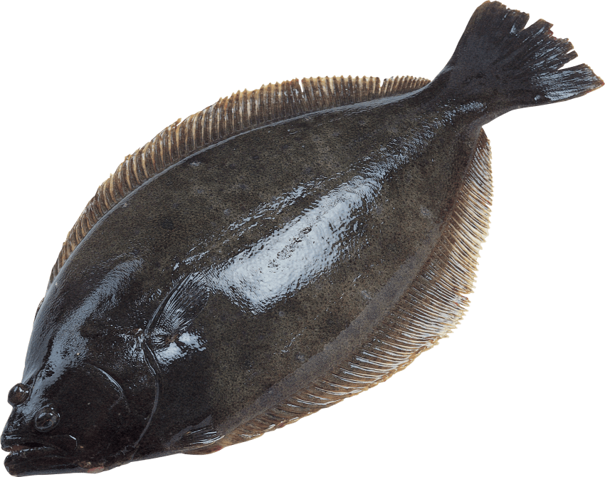 Free Png Fish Png Images Transparent - Halibut Png Transparent PNG - 850x670 - Free Download on - Fish Transparent PNG Free Download