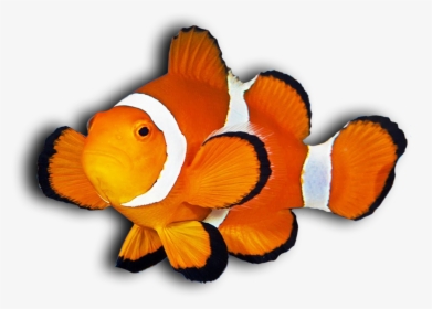 Clown Fish Png - Clown Fish Transparent Background Clipart, Png Download - Fish Transparent PNG Free Download