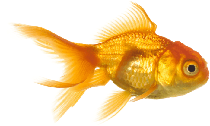 Free Png Goldfish Png Images Transparent - Aquarium Fish Transparent PNG - 850x503 - Free Download on - Fish Transparent PNG Free Download