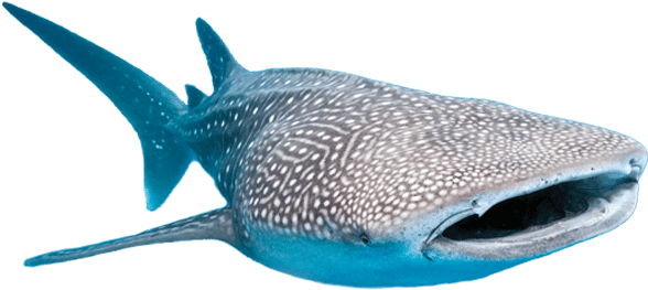 Png Whale Sharks - Whale Shark Fish Png Transparent PNG - 600x600 - Free Download on - Fish Transparent PNG Free Download