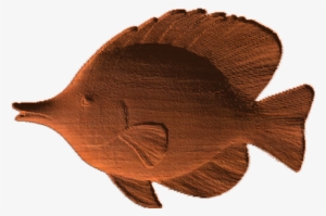 Tropical Fish - Ab - - Sailfish Transparent PNG - 430x430 - Free Download on - Fish Transparent PNG Free Download