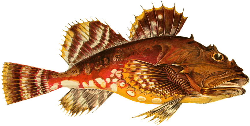 Fish, Animal, Water, Isolated, Exotic, Sea Animal - Funny Christmas Colour Couch British Fish - Black Sleeved Transparent PNG - 960x543 - Free Download on - Fish Transparent PNG Free Download